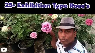 इन सभी गुलाब को लगाएं गमले में भर भर के फूल आएगा ll 25+ Exhibition type Rose varieties 