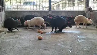Did you know Agouti (Dasyprocta leporina) ate eggs?