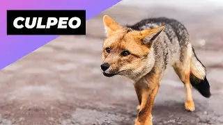Culpeo 🦊 A Wild Dog You Didn't Know Existed!