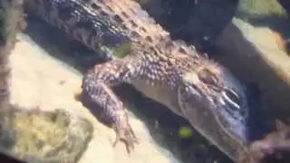 Jenks Aquarium Tour