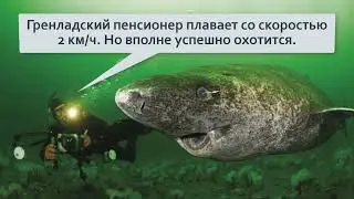 Гренландская акула  Размножаеться после 150 ЛЕТ ЖИЗНИ