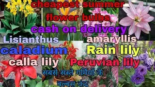 Summer flower bulbs offer, update cheap and best tuber, rhyzomes,kand