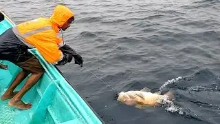 Catching Mangrove Jack, Blubberlip Snapper & Giant Trevally Fish in the Sea