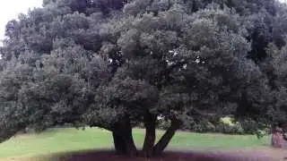 Phillyrea latifolia - Mock Privet HD 01