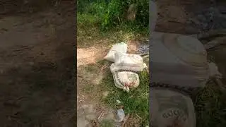 grown water leaf 🌿🍀 farm, you want to know how it's been grown and taking care of watch this!