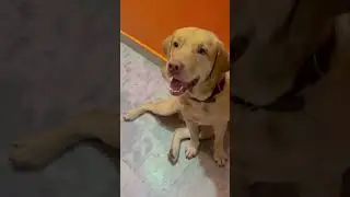#trending #video #viral #youtubeshorts #funny #comedy #viralclips #labrador