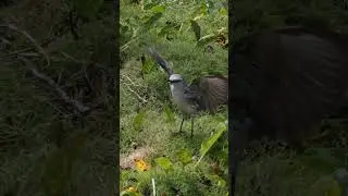 The beautiful bird jumping through the rustling grass is a very beautiful moment