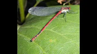 Scaeva pyrastri, Scolia hirta, Ptychoptera albimana, Lithobius forficatus, Pyrrhosoma nymphula
