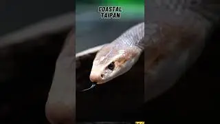 Top 3 Most Dangerous Snakes In The World #shorts