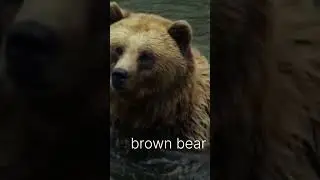 wildlife, brown bear #brownbear #wildlife #forest #wildlover