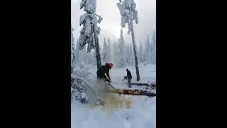 #forestry #nature #timber #handmade #craft #logging #chainsaw #shorts #outdoors #work #woodworking