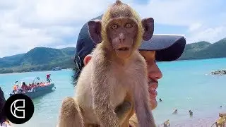 Thailand&rsquo;s Monkey Island