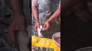 Karam tel sharma tie gaana limerick karte ka video #djvishalofficial #dj