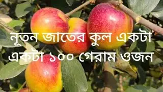 নূতন জাতের কুল একটা একটা প্রায় 100 গ্রাম ওজন//Nusrat live tv//7718575781//