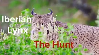 Iberian Lynx - The Hunt