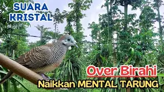 NEW! Pancingan Kutut Gacor 2026 Auto Viral, Sura Basar dan Ropel bikin Kutut Lain Bersuara
