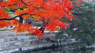 Surah Yaseen Full Recitation Beautiful and Peaceful  Quran Tilawat