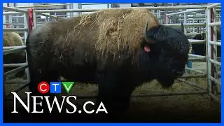 54th annual Canadian Western Agribition underway in Regina