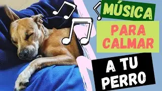 La &Uacute;NICA M&Uacute;SICA que de Verdad RELAJA a tu PERRO! 🎧🐶