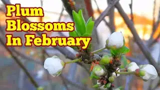 Plum Blossoms In Late February Heatwave/ Variety Gojeh Sabz Green Gage/ How It Looks Like