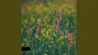 Meadow Drift
