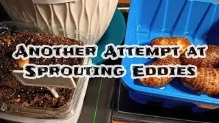Attempting to Sprout Eddoes Again | I Will Keep Trying Until I Succeed