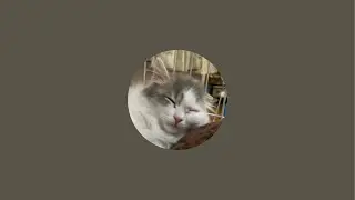 猫とネコの新年会配信