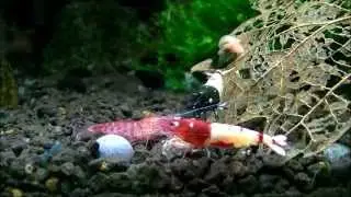 Szopen's Shrimps World - TaiTibee
