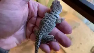 Blue Panther Collared Lizards A  Locale Special Series