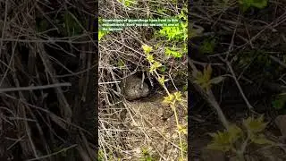 Groundhog in it&rsquo;s natural habitat!