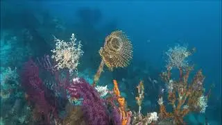 Gorgonocephale Astrospartus mediterraneus