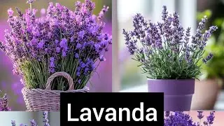 Lavanda, hermosa y arom&aacute;tica planta..