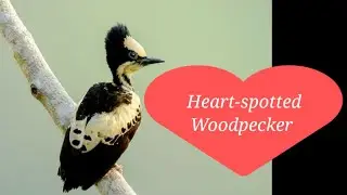 #Heart_Spotted_Woodpecker❤️ // #Hemicircus_Canente