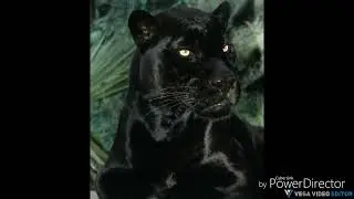 My Big Cat Sighting Uk