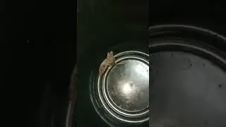 Round running little cute Mouse 🐀🐁🐀❤️🥰😍