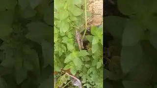 Grilo Devorador de Horta e Hortalicas