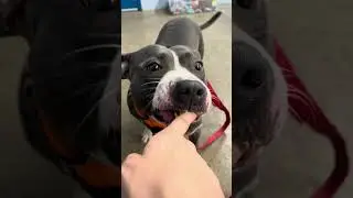 Meet Extended Resident Maizee, ready for her forever home!