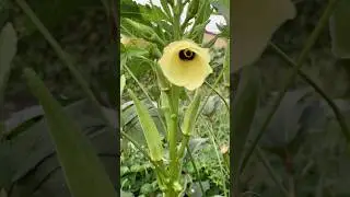Okra in my garden #fresh #vegetables #minigarden #gardening #satisfying #organic #shortvideo #shorts
