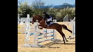 Dilwyn (Star of Darkness) CCR equestrian 1metre class