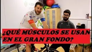 Postura y musculatura para el cilcismo de Gran Fondo