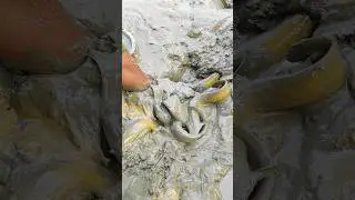 Catching horn fish from deep mud holes 😱 #shorts #fishing #viral #trending #amazing