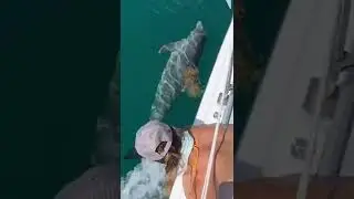 Unbelievable Dolphin Experience. #shorts #dolphin