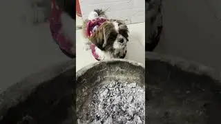 Leo ki winter wali cuteness 😍❄️#shihtzu #LeoTheShihTzu #wintervibes #pedigree #doodlepuppy