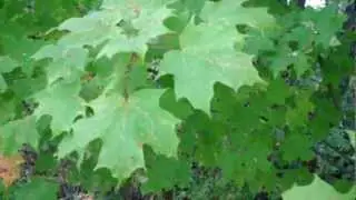 Three maple tree types