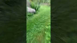 Cat 🐈 looks for a mouse 🐁 #cutepets #youtubeshorts #inourbackyard