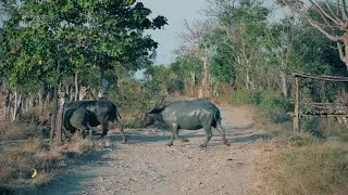 Indo Trip Movie Teaser