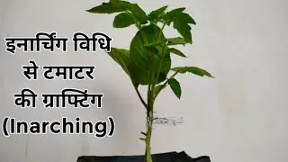 Inarching Grafting in Tomato. इनार्चिंग. Tomato open field grafting.
