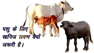 Pashu ko yah khanij Lavan khilao aur bahut Adhik Labh kamao || What are mineral salts