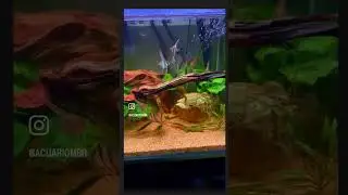 altum de Simon Forkel en peixos valencia #fish #trending #shorts #viral #music #aquarium #short #art