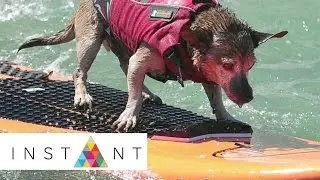 Surfing Animals | Stupid Cute | INSTANT